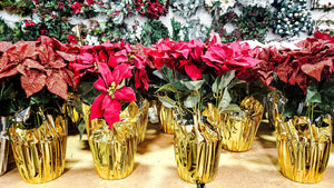 A Guide to Flower Pot Wraps: The Perfect Way to Sell Poinsettias