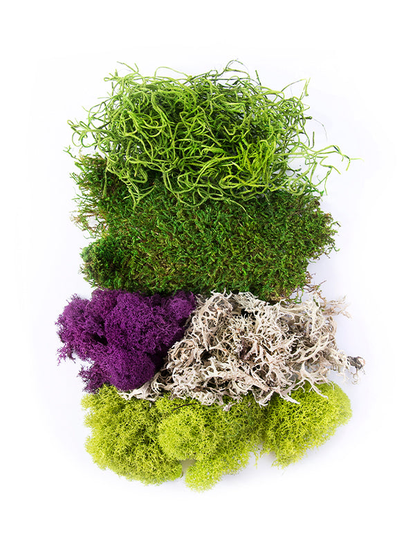 Super Moss Best Sellers Moss Mix Bag Contents