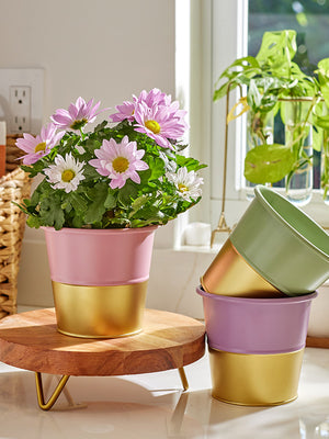 Green, pink, and purple plant container