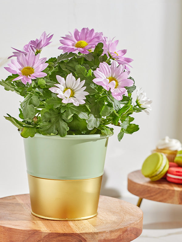 Green and gold plant container with plant
