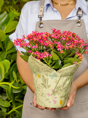 Printed Pot Cover with plant