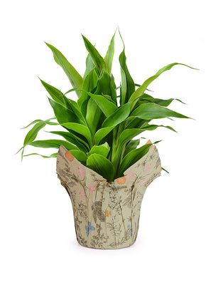 Printed Pot Cover with plant