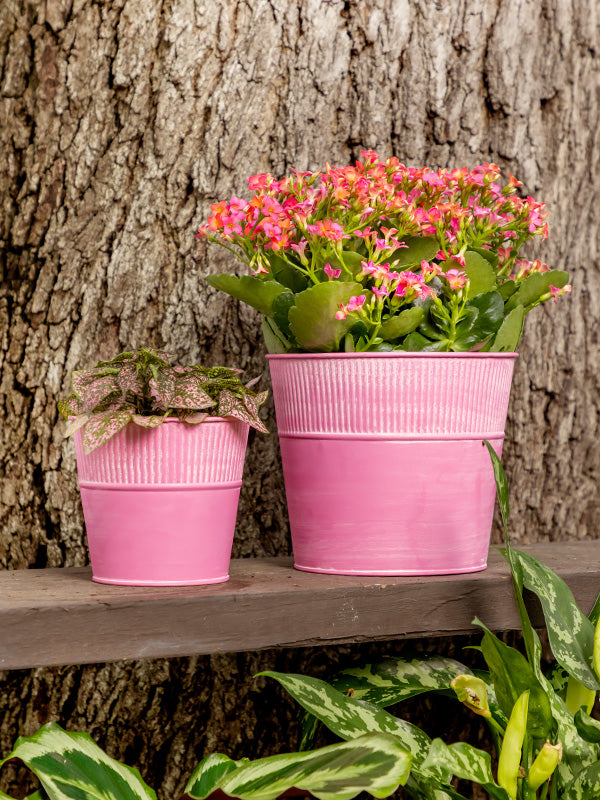 Pink tin plant container with plants