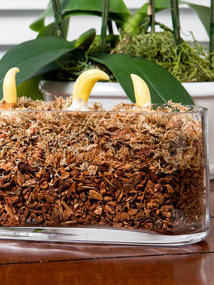 Douglas Fir Orchid Bark in orchid arrangement