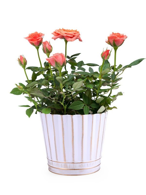 Eloise Tin Container with plant