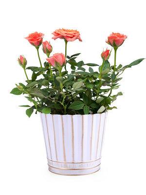 Eloise Tin Container with plant