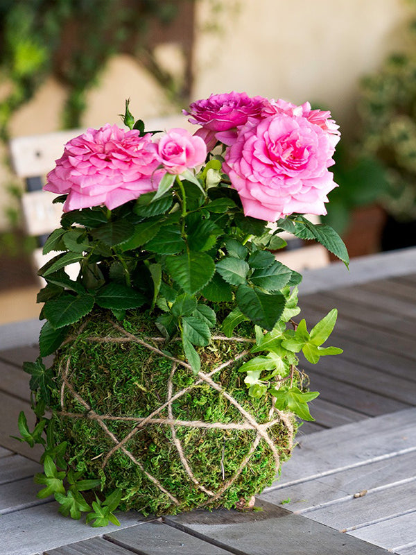 Kokedama Kit Lifestyle Image with potted plant flowers on table
