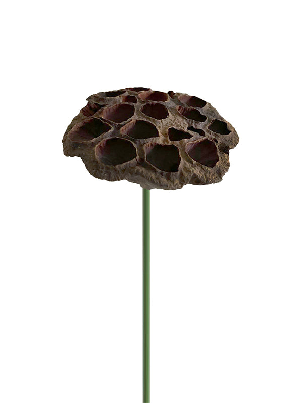 Lotus Pick