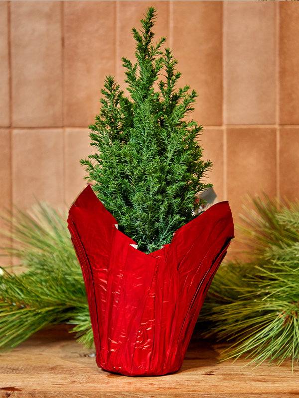 pot cover for plants Red Metallic Pot Cover – The Florist Supply Shop