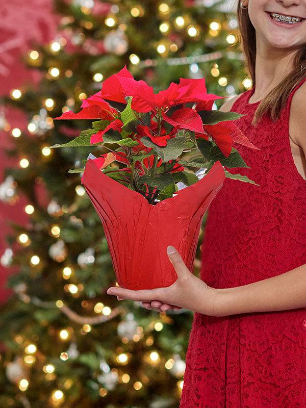 christmas plant pot covers Red Metallic Pot Cover – The Florist Supply Shop
