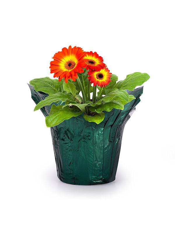 plant pot top cover Evergreen Metallic Pot Cover