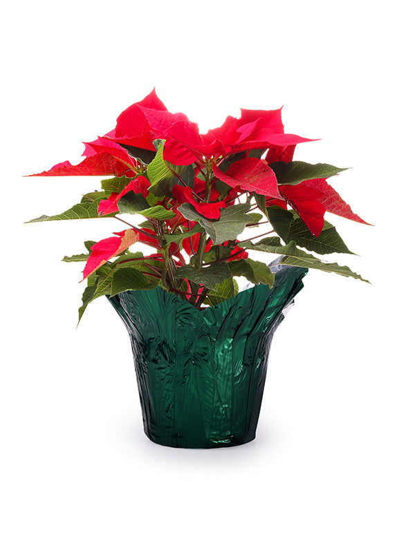 Evergreen Metallic Pot Cover