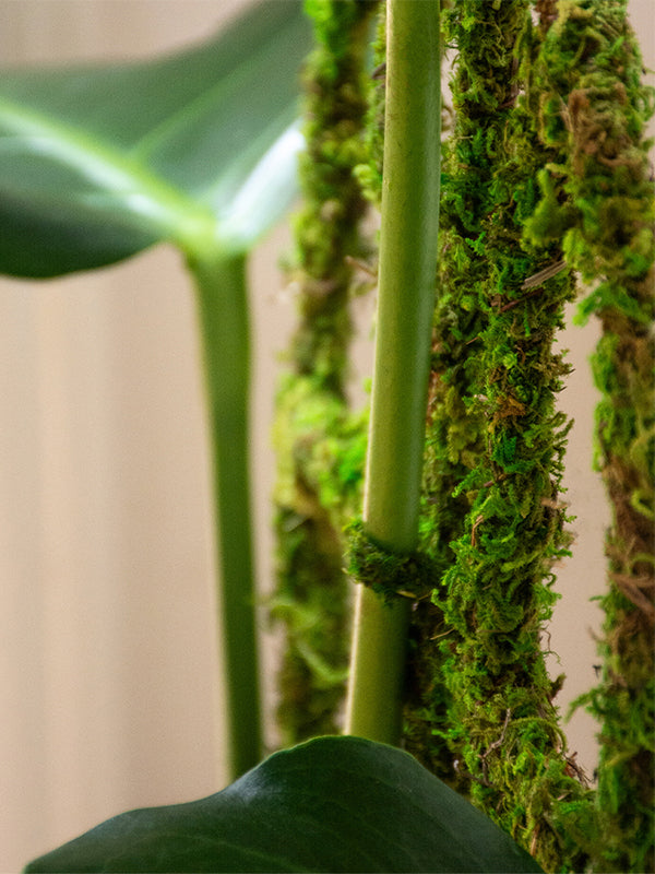 Moss Floral Plant Ties Used in Plant