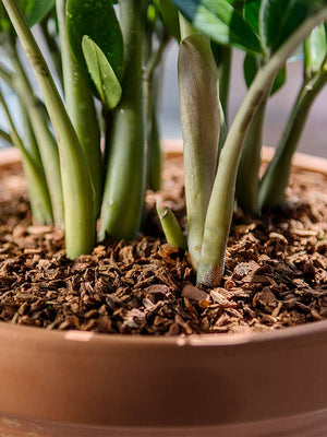 Orchid Potting Bark Mix in plant arrangement