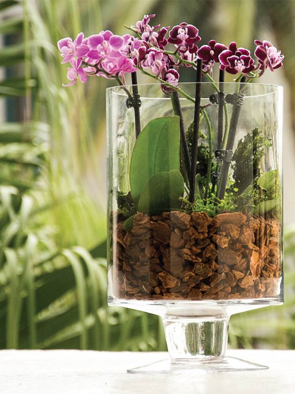 Orchid Potting Bark Mix in orchid arrangement