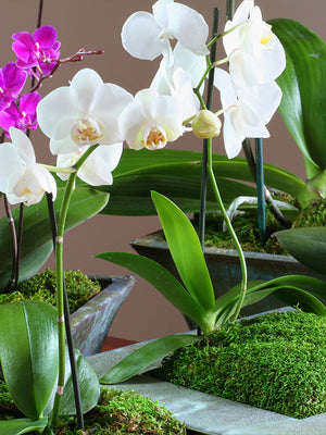 Preserved Sheet Moss in orchid plants