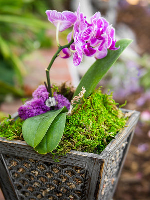Preserved Sheet Moss in orchid plant