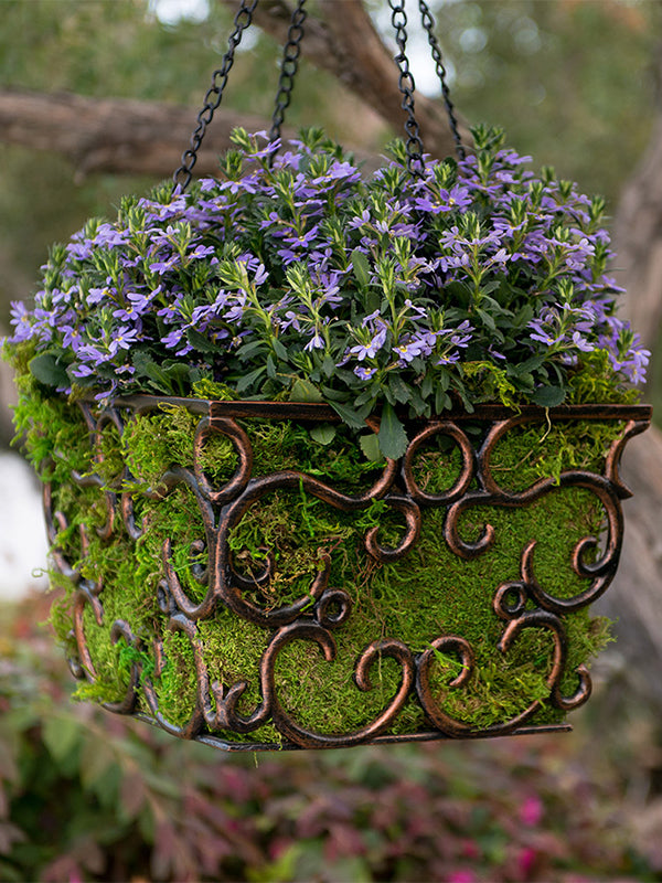 Preserved Sheet Moss in hanging plant