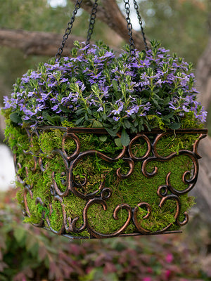 Preserved Sheet Moss in hanging plant