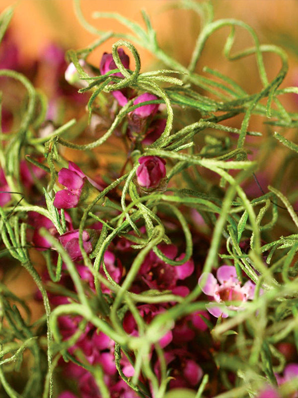Spanish Moss zoomed in detail shot in Grass