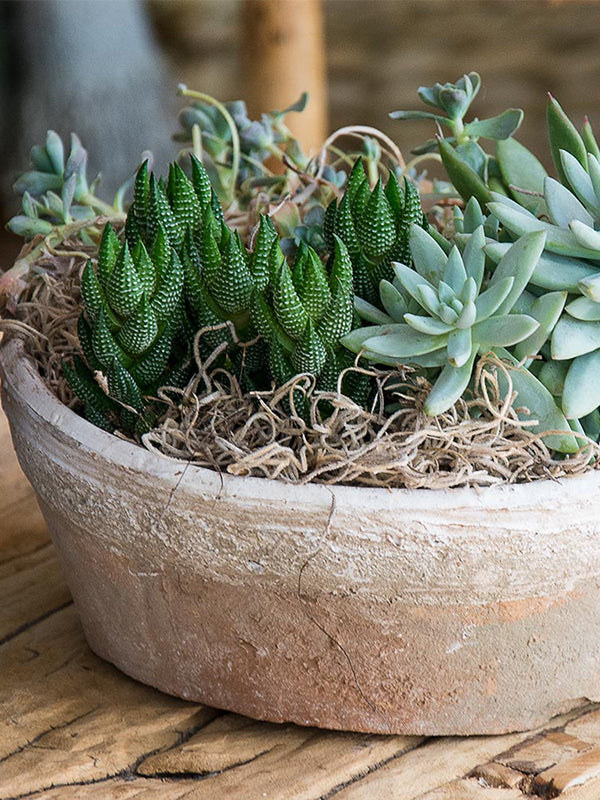 Spanish Moss in succulent terrarium in Natural