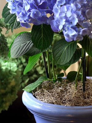 Spanish Moss in hydrangea planter in Natural