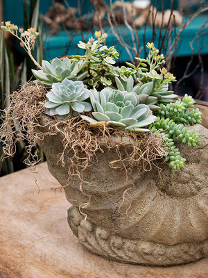 Spanish Moss in succulent terrarium in Natural