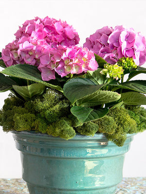 Reindeer Moss in Basil, styled in a planter
