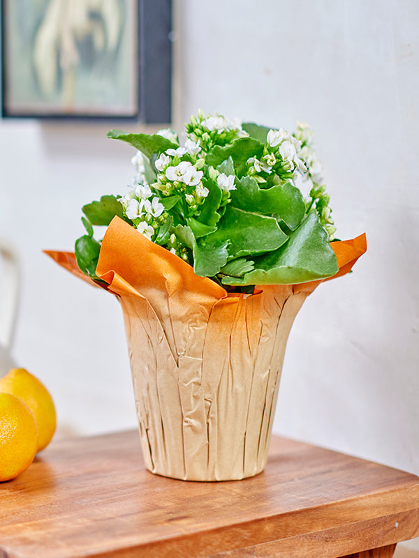 Vista Kraft Pot Cover Lifestyle image with plant