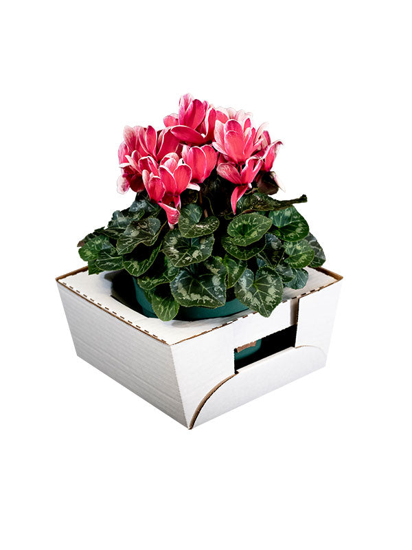 Jetwrap Floral Delivery Box II #604