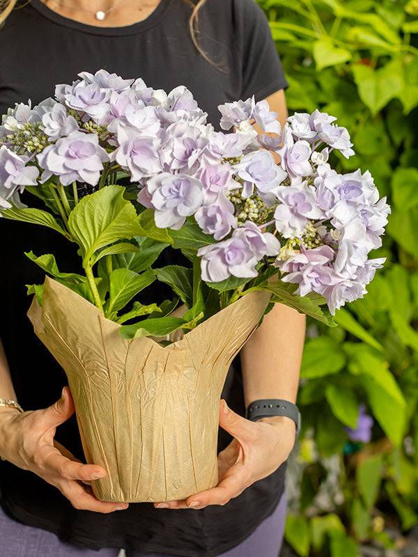 large indoor plant pot covers Natural Kraft Pot Cover – The Florist Supply Shop